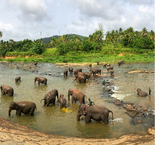 Pinnawala Elephant Tour